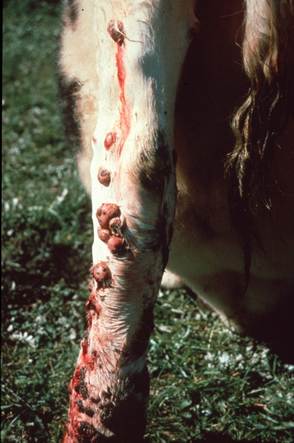 Multiple single to coalescing nodules on the leg of a cow with actinomycosis. Some nodules are draining a sanguineous exudate.