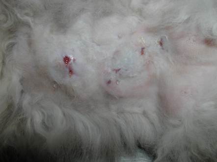 Multiple draining nodules of a cat with rapid-growing Mycobacterium spp. infection. These lesions are typically painful.