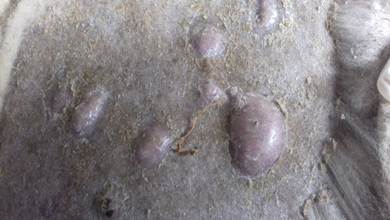 Multiple subcutaneous abscesses caused by Corynebacterium spp. The affected area is shaved.