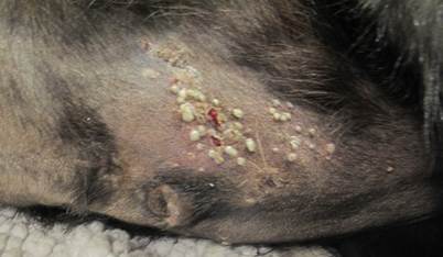 Multiple single and coalescing pustules on the abdomen of a goat with impetigo.