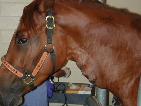 Large subcutaneous draining abscess caused by Corynebacterium pseudotuberculosis on the ventral neck of a horse.