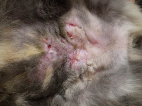 Lesions of feline mycobacteriosis caused by rapid-growing organisms are often localized to the ventral abdomen and groin areas.