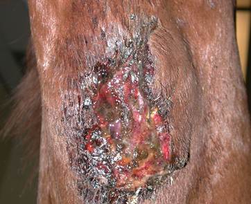 Front view of the subcutaneous abscess of the horse above. Notice the large ulcerated area draining a sanguineus-purulent exudate.