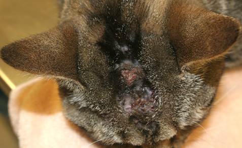 Ill-defined swollen area with multiple draining tracts exuding a sanguineous-purulent material on the dorsal aspect of the head of a cat with nocardiosis.