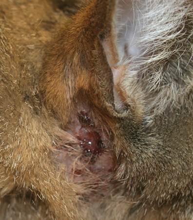 Subcutaneous abscess draining a sanguineous-purulent exudate below the ear of a cat with nocardiosis.