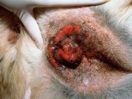 Erosions to ulcerations form because urine accumulates in the folds