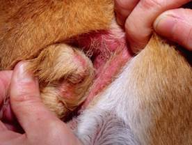 Tail fold pyoderma