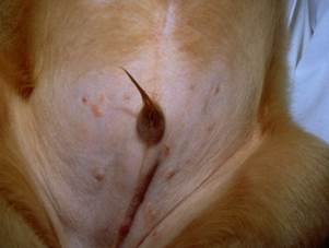 Belly of dog