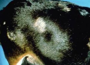 Rule out: superficial pyoderma, demodicisis, dermatophytosis