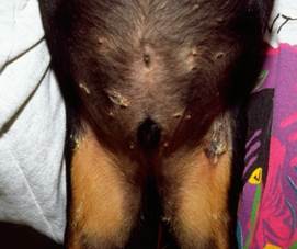 Pustules and crusts: consider pyoderma or pemphigus foliaceus