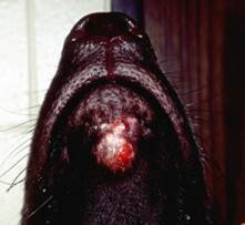 Draining nodules on chin of dog