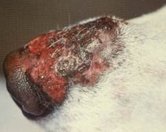 Coaslescing nodules forming a plaque on nose of dog