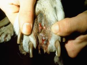 Nodules; some are draining