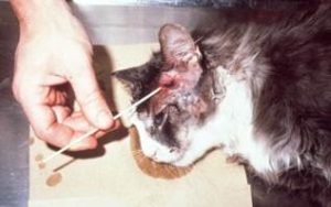 Swabing the draining tract on a cat's head