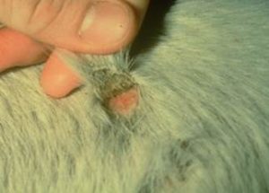 Pink, moist skin surface under the crust