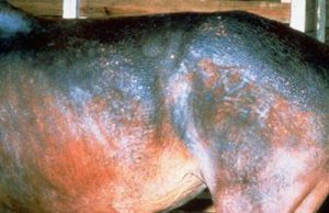 Patchy to coalescing hair loss and scaling on a horse