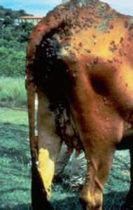 Thick adhered crusts on hind end of cow