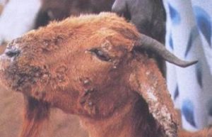 Thick crusts on face and ears of a goat