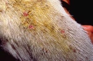 Pink, moist skin under crust (goat)