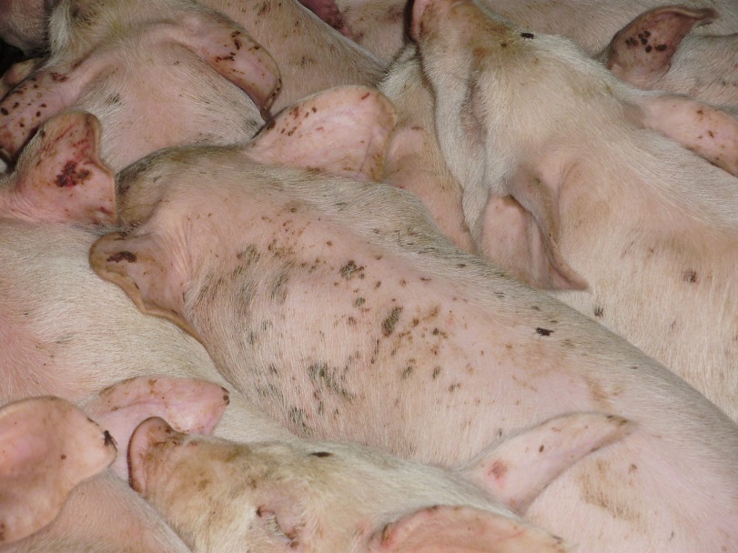Group of pigs with exudative epidermitis