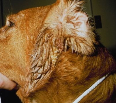 Moisture from exudate clumps hairs on dog