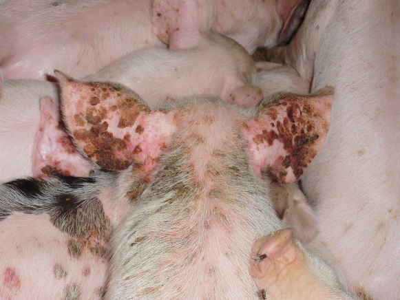 Pig ears with exudative epidermitis.