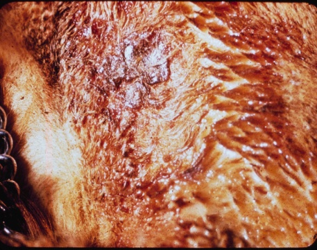 Purulent exudate covers the inflamed skin surface on dog