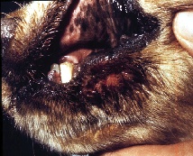 Jaw of dog - Moist, inflamed, odiferous