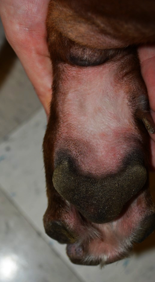 Diffuse erythema and focal erythematous papules localized to the caudal metacarpal region of a dog with contact dermatitis. Note also the interdigital erythema of the ventral aspect of the paws. The main differential diagnosis in this case is atopic dermatitis.