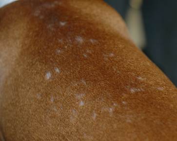 Moth-eaten alopecia on the dorsum of a dogwith superficial pyoderma secondary to atopic dermatitis