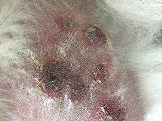 Multiple epidermal collarettes on the trunk ofa dog with superficial pyoderma secondary to atopic dermatitis