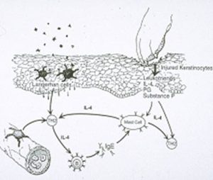 drawn diagram with infection cycle