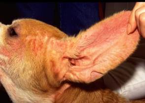 dog ear and face with pruritus
