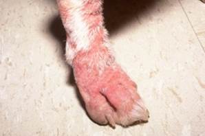 Erythema on dog foot