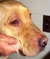Erythema on dog face