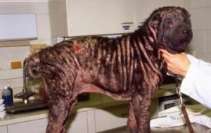 Excoriations from scratching on dog