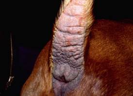 Lichenification, erythema, hyperpigmentation on underside of dog tail