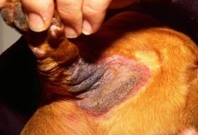 Lichenification, erythema, hyperpigmentation around base of dog leg