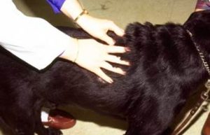 hands rubbing the back of a dog