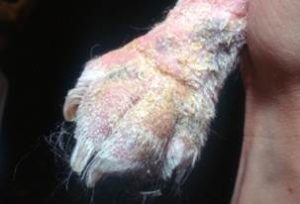 Lichenified skin with erythema, alopecia and scales. on dog paw