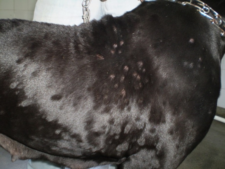 atopic dermatitis on the side of a dog