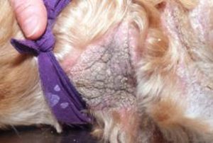 Lichenified skin with erythema, alopecia and scales on dog neck