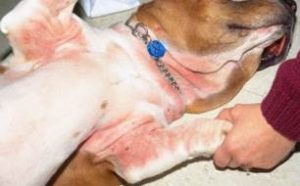 inner arm and underside of dog neck with red irritated skin
