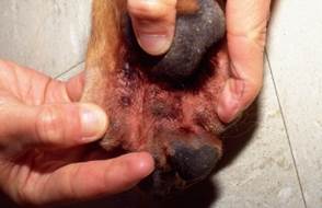 area between dog paw pads red and irritated