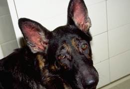 Otitis Externa in inside of dog ear