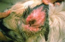 Otitis Externa in inside of dog ear