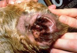 Otitis Externa in inside of dog ear
