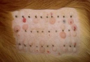 Allergy testing on dog