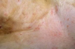 Miliary dermatitis on cat stomach