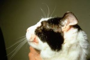 Face, head and neck pruritus on cat.